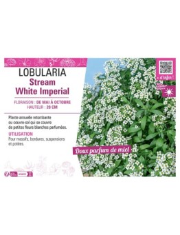LOBULARIA STREAM WHITE IMPERIAL