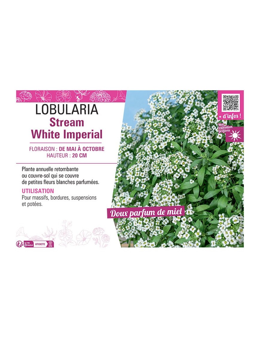 LOBULARIA STREAM WHITE IMPERIAL