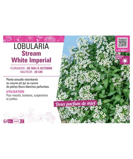 LOBULARIA STREAM WHITE IMPERIAL