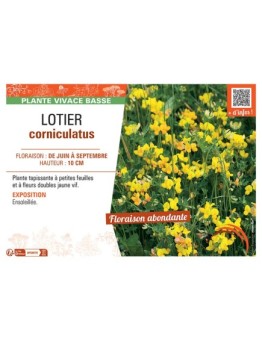 LOTIER CORNICULATUS