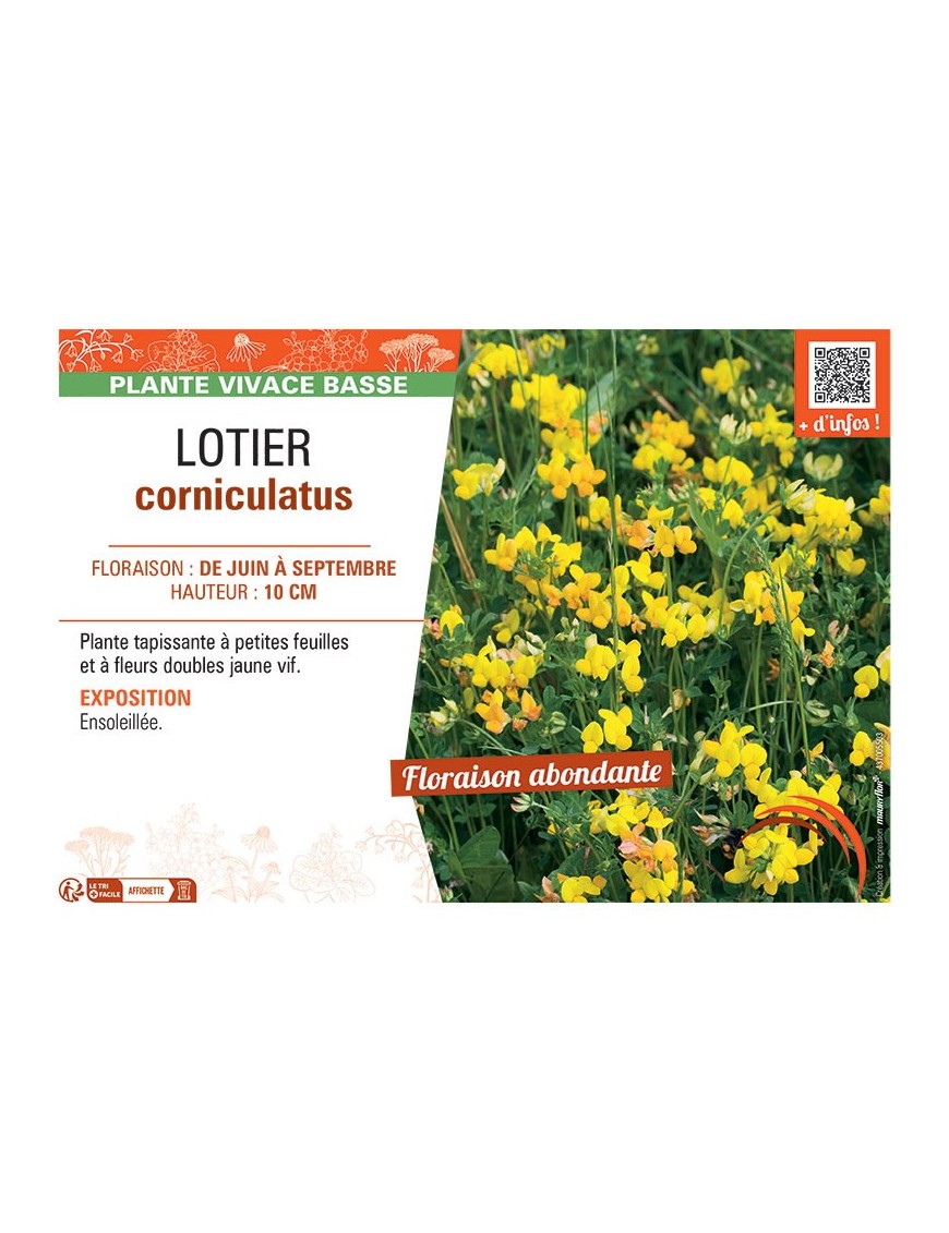 LOTIER CORNICULATUS