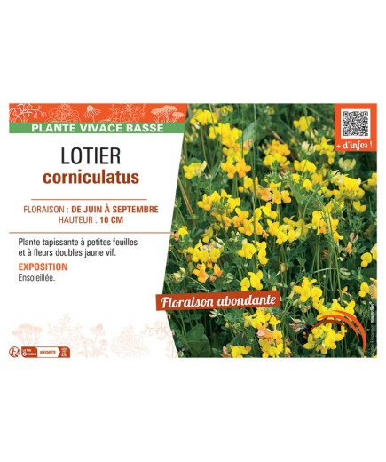 LOTIER CORNICULATUS