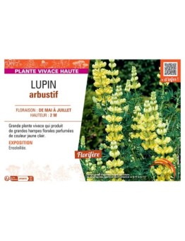LUPIN ARBUSTIF (jaune clair)