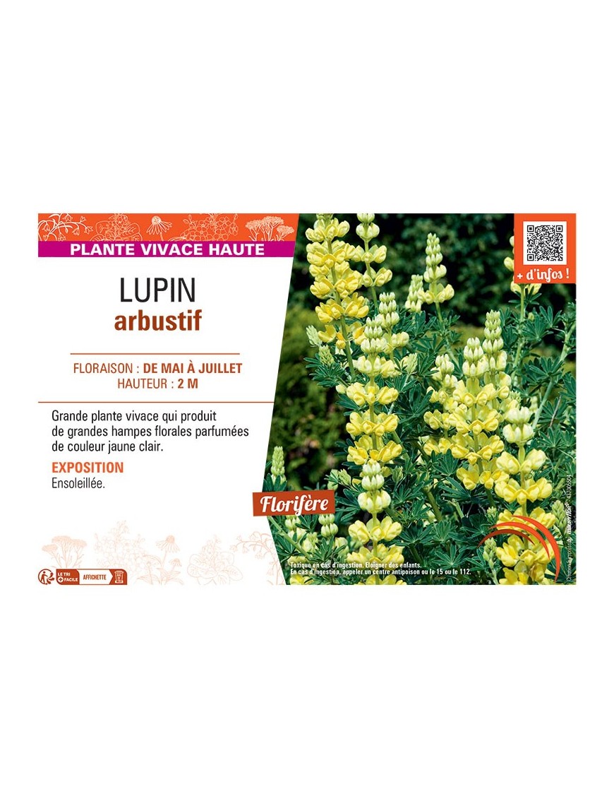 LUPIN ARBUSTIF (jaune clair)