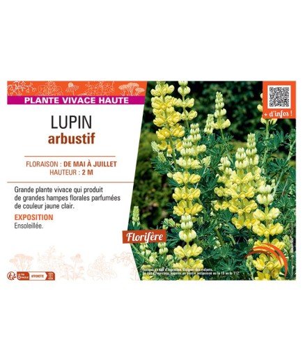 LUPIN ARBUSTIF (jaune clair)