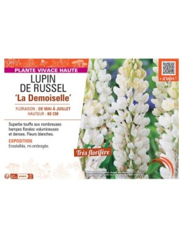 LUPIN DE RUSSEL LA DEMOISELLE