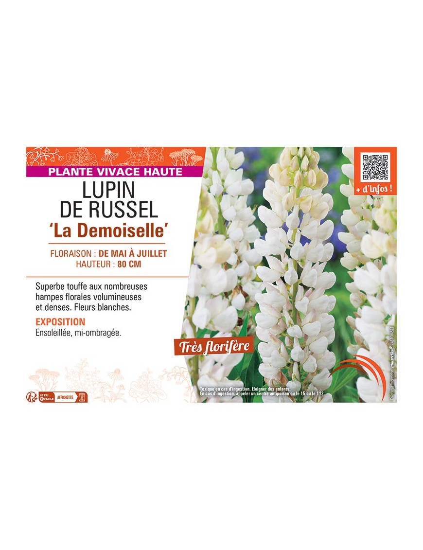 LUPIN DE RUSSEL LA DEMOISELLE