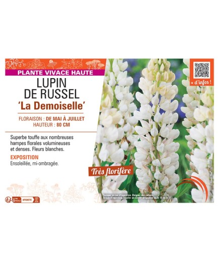LUPIN DE RUSSEL LA DEMOISELLE