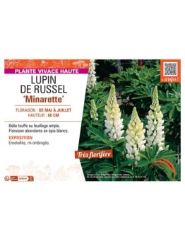 LUPIN DE RUSSEL MINARETTE (blanc)