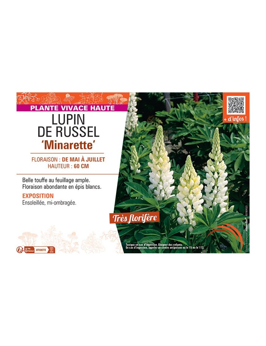 LUPIN DE RUSSEL MINARETTE (blanc)