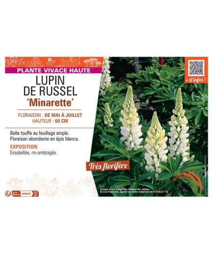 LUPIN DE RUSSEL MINARETTE (blanc)
