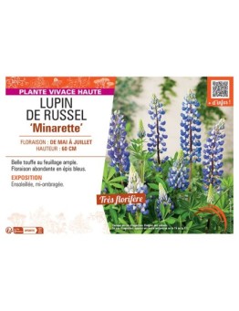 LUPIN DE RUSSEL MINARETTE (bleu)