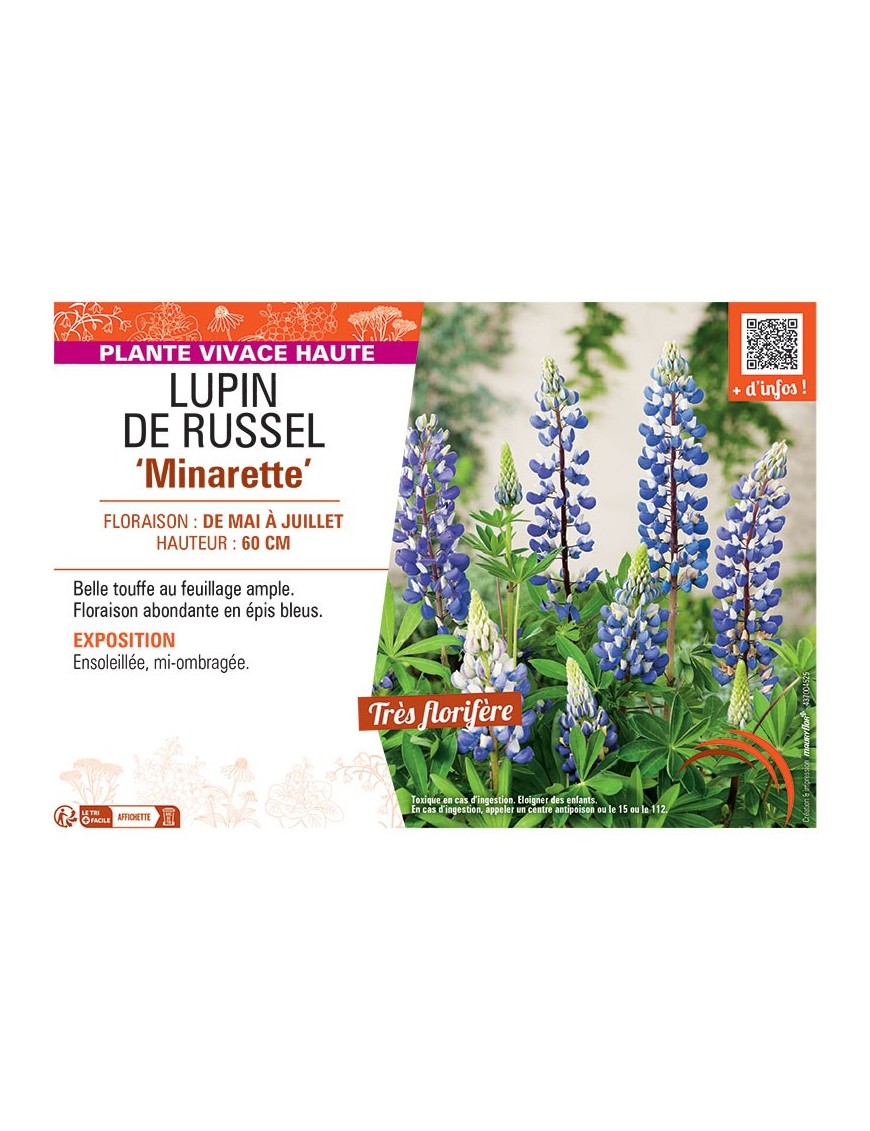 LUPIN DE RUSSEL MINARETTE (bleu)