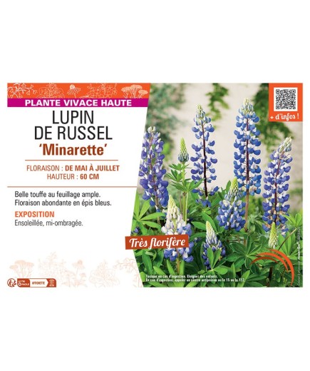 LUPIN DE RUSSEL MINARETTE (bleu)