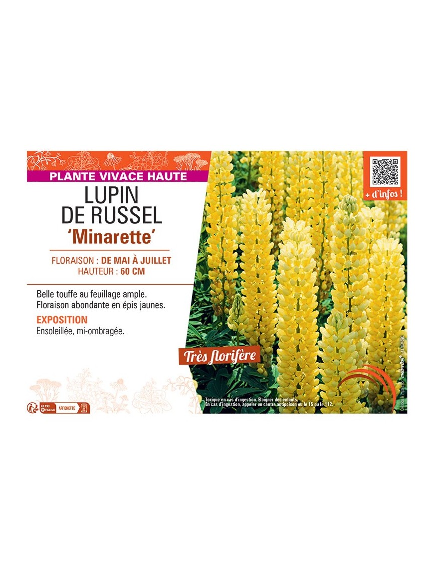 LUPIN DE RUSSEL MINARETTE (jaune)