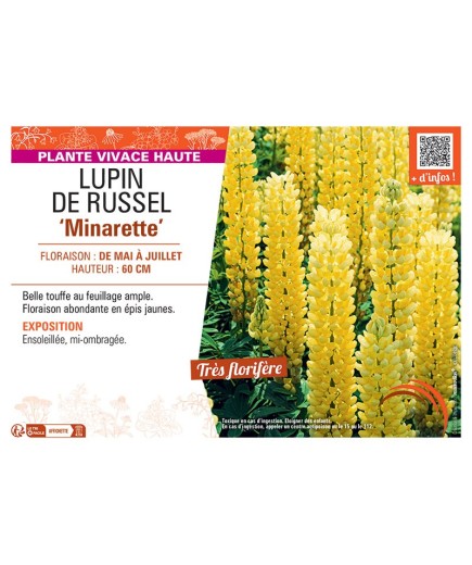LUPIN DE RUSSEL MINARETTE (jaune)