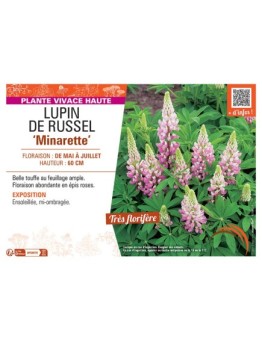 LUPIN DE RUSSEL MINARETTE (rose)
