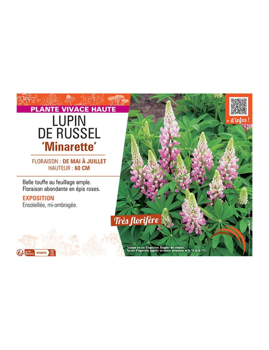 LUPIN DE RUSSEL MINARETTE (rose)