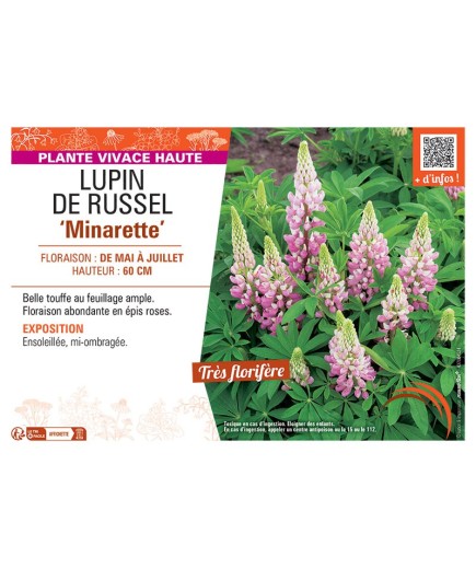LUPIN DE RUSSEL MINARETTE (rose)