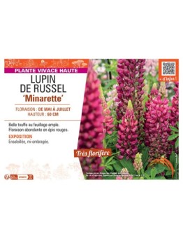 LUPIN DE RUSSEL MINARETTE (rouge)