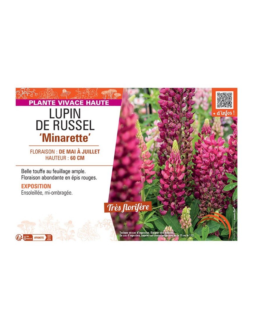 LUPIN DE RUSSEL MINARETTE (rouge)