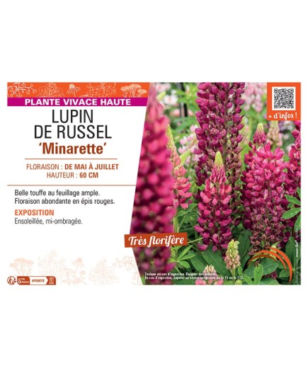LUPIN DE RUSSEL MINARETTE (rouge)