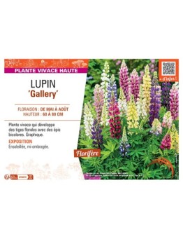 LUPIN GALLERY (varié)