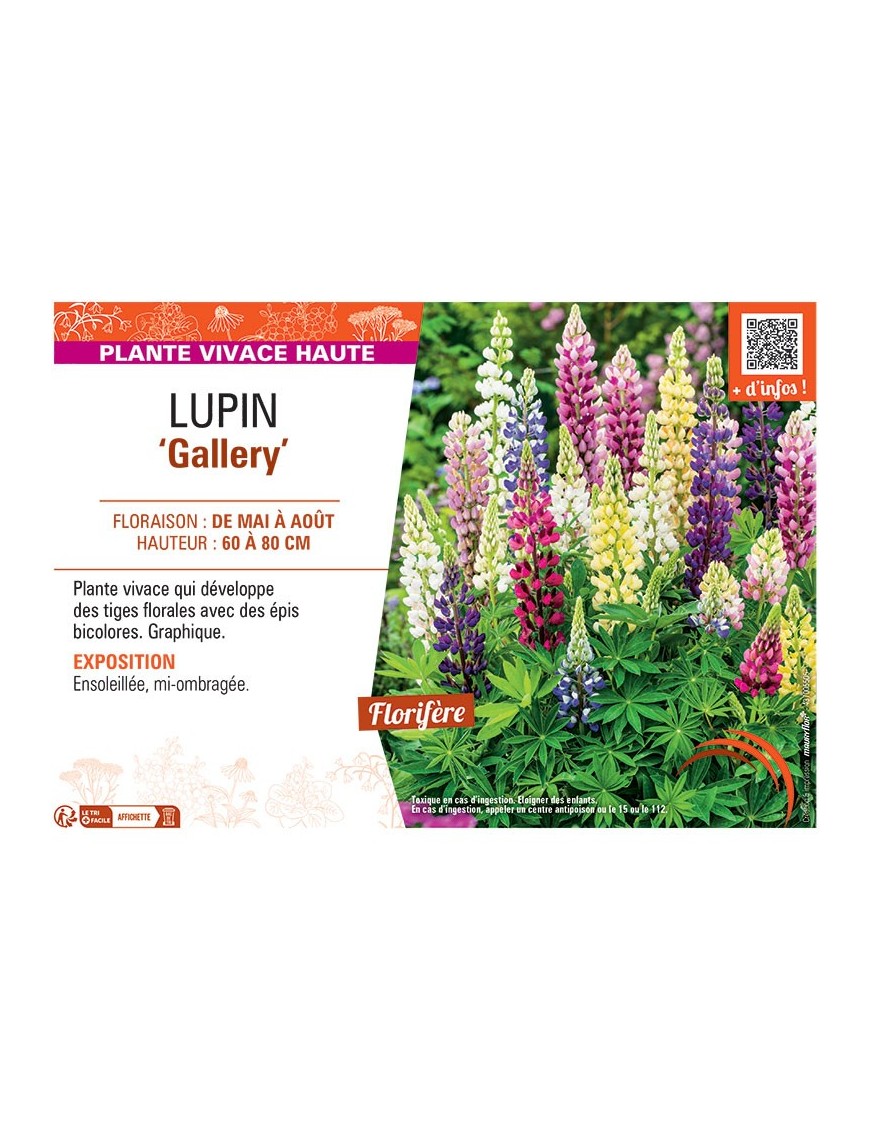 LUPIN GALLERY (varié)