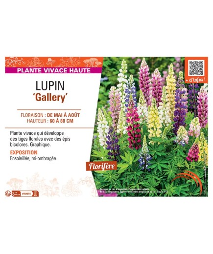 LUPIN GALLERY (varié)