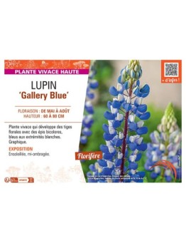 LUPIN GALLERY BLUE