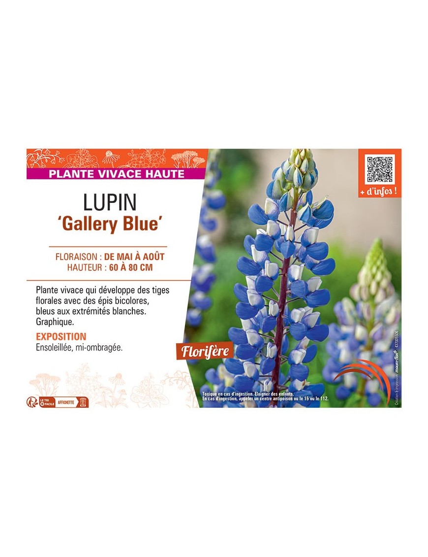 LUPIN GALLERY BLUE