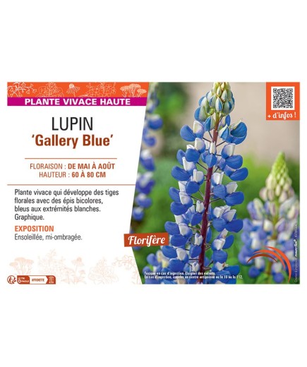 LUPIN GALLERY BLUE