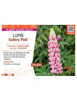 LUPIN GALLERY PINK
