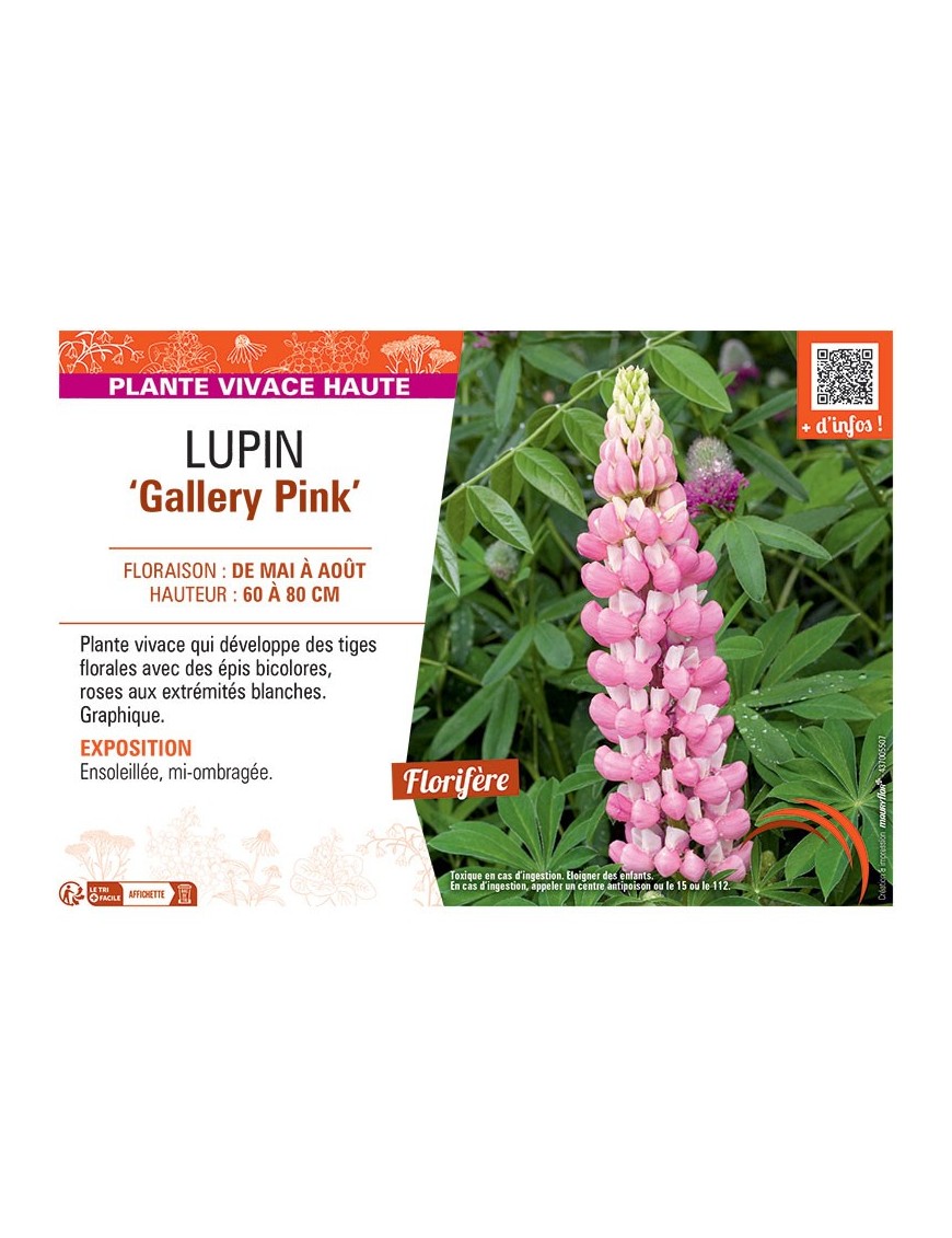 LUPIN GALLERY PINK