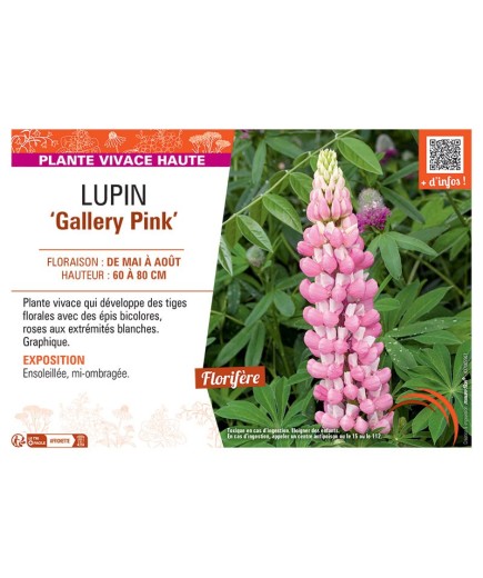 LUPIN GALLERY PINK