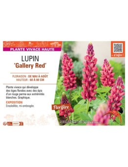 LUPIN GALLERY RED