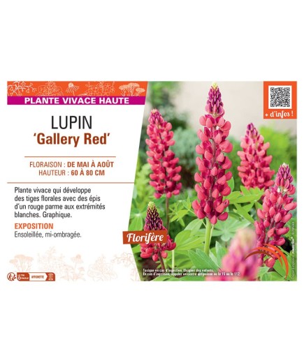 LUPIN GALLERY RED