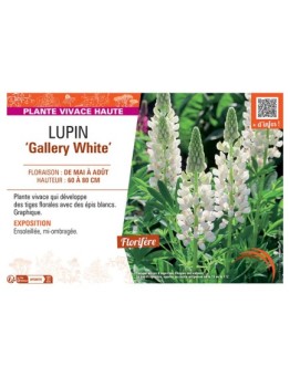 LUPIN GALLERY WHITE