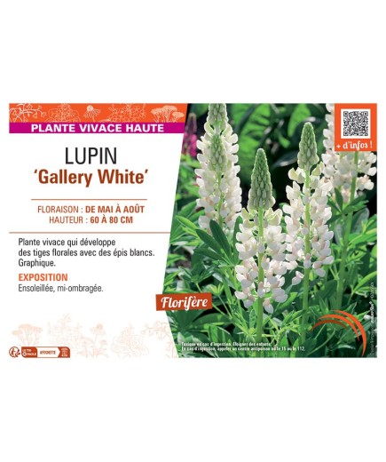 LUPIN GALLERY WHITE