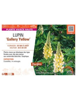 LUPIN GALLERY YELLOW