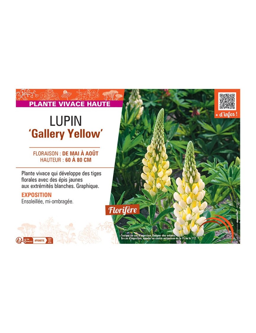 LUPIN GALLERY YELLOW