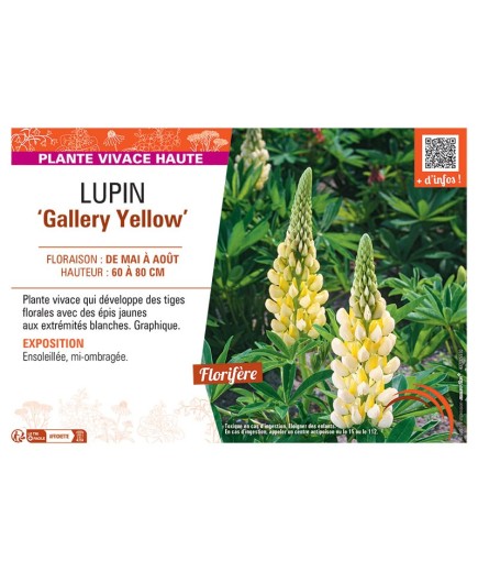 LUPIN GALLERY YELLOW