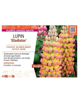 LUPIN GLADIATOR