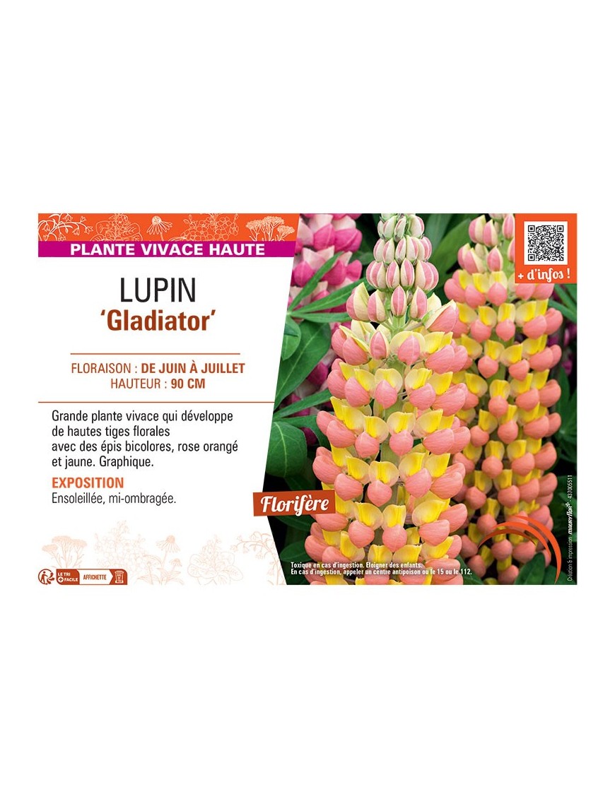 LUPIN GLADIATOR
