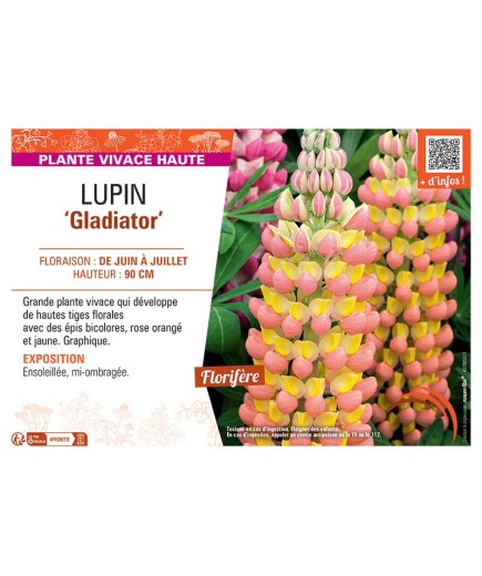 LUPIN GLADIATOR