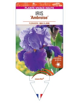 IRIS (germanica) Ambroise