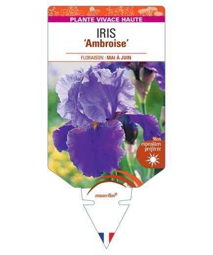 IRIS (germanica) Ambroise