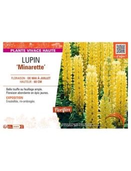 LUPIN MINARETTE (jaune)