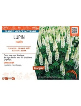 LUPIN NAIN (blanc)