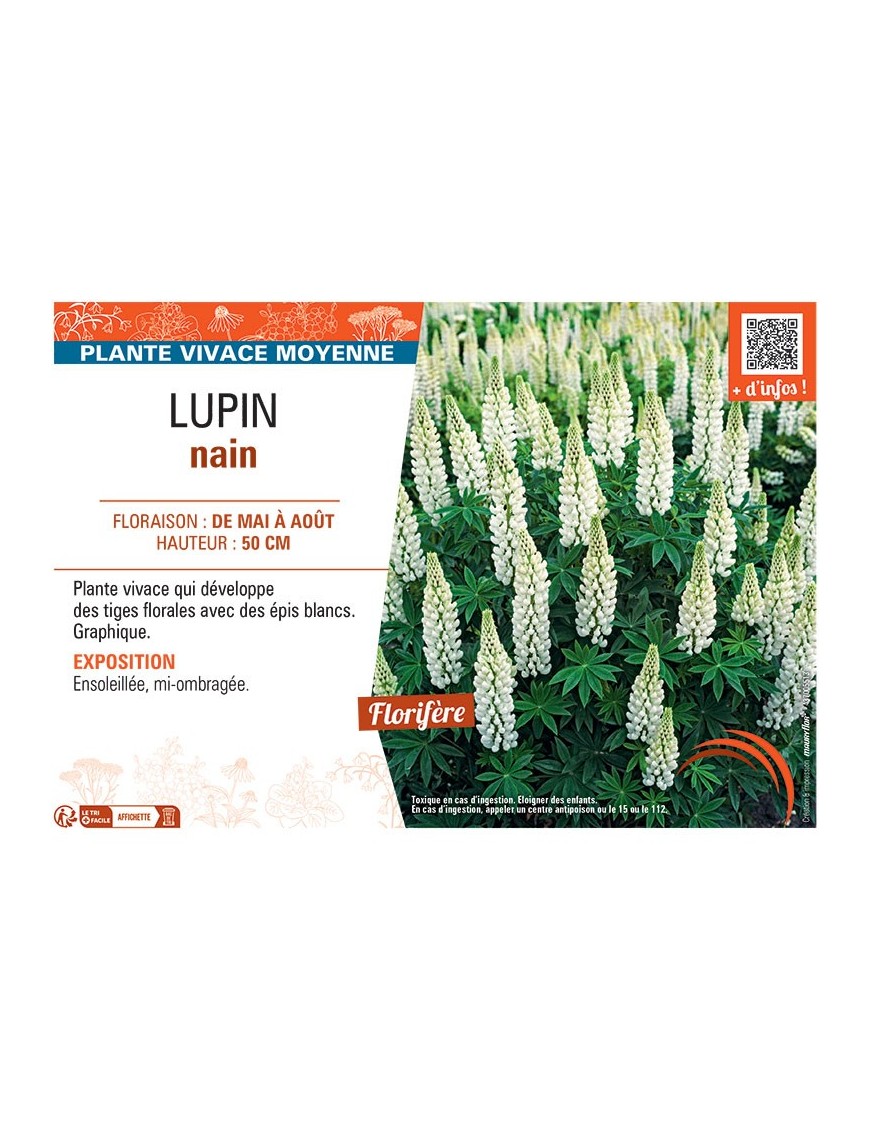 LUPIN NAIN (blanc)